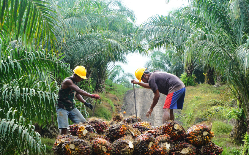 Why palm oil needs a multistakeholder approach to become more sustainable