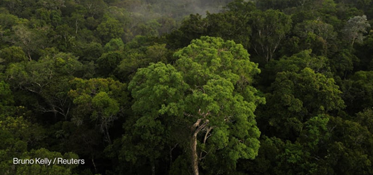 Scoop: World Bank poised to host Brazil's $125B forest facility